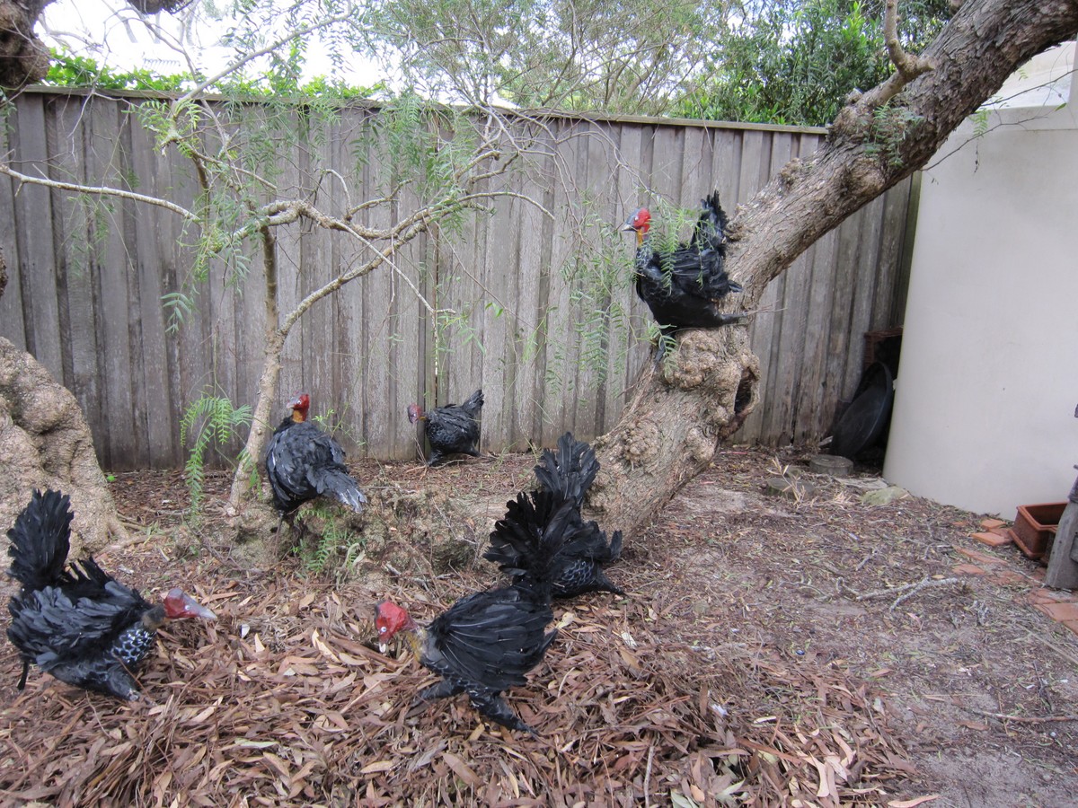 Turkeys under the Peppercorn tree