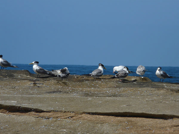 Seagulls on the Rocks