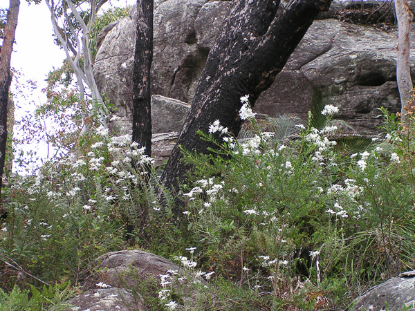 Wild White Flannel Flowers